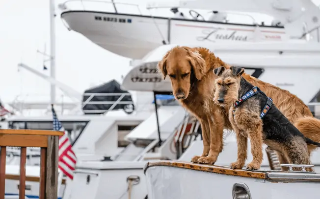 Two dogs on a boat