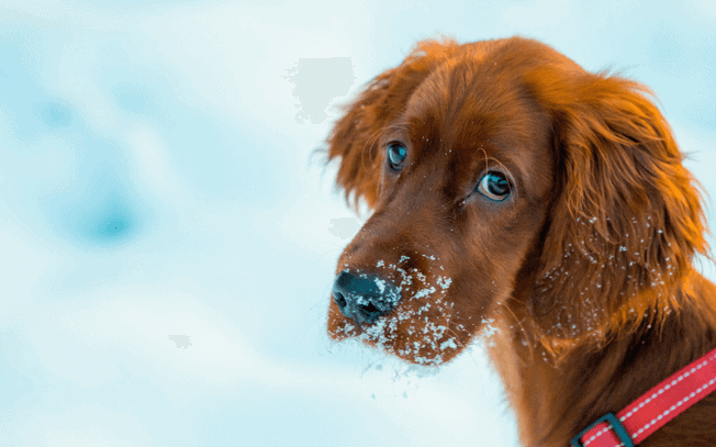 Dog standing in the snow