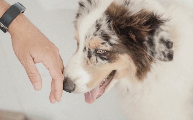hand touching dog's nose