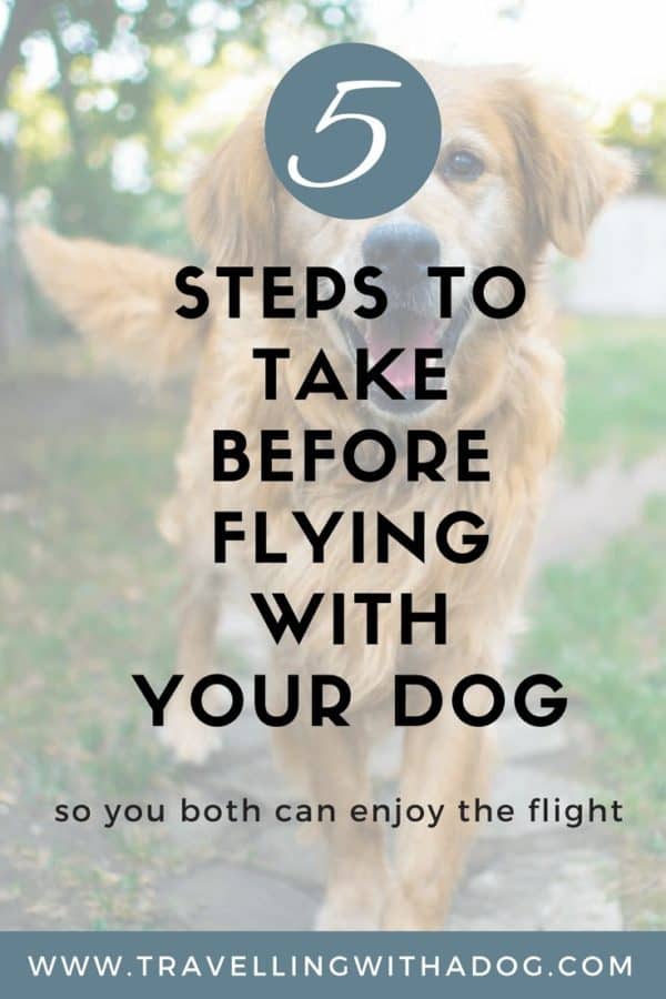 5 Steps To Take Before Flying With Your Dog Travelling With A Dog