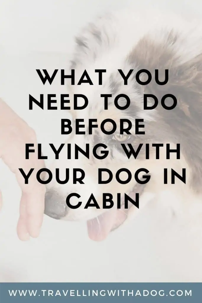 image with text overlay: what you need to do before flying with your dog in cabin
