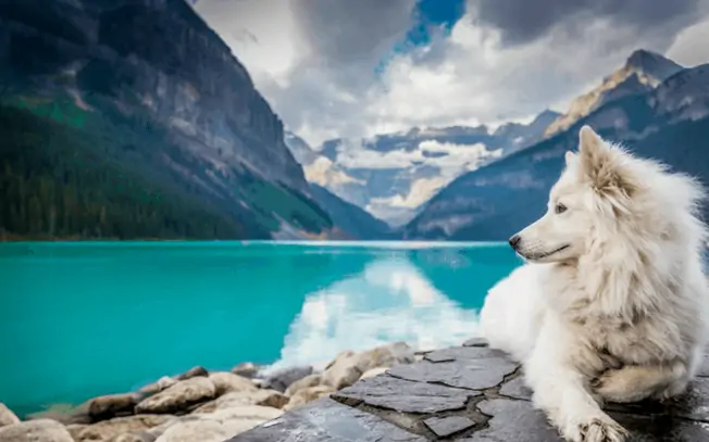 dog laying beside a lake in the mountains