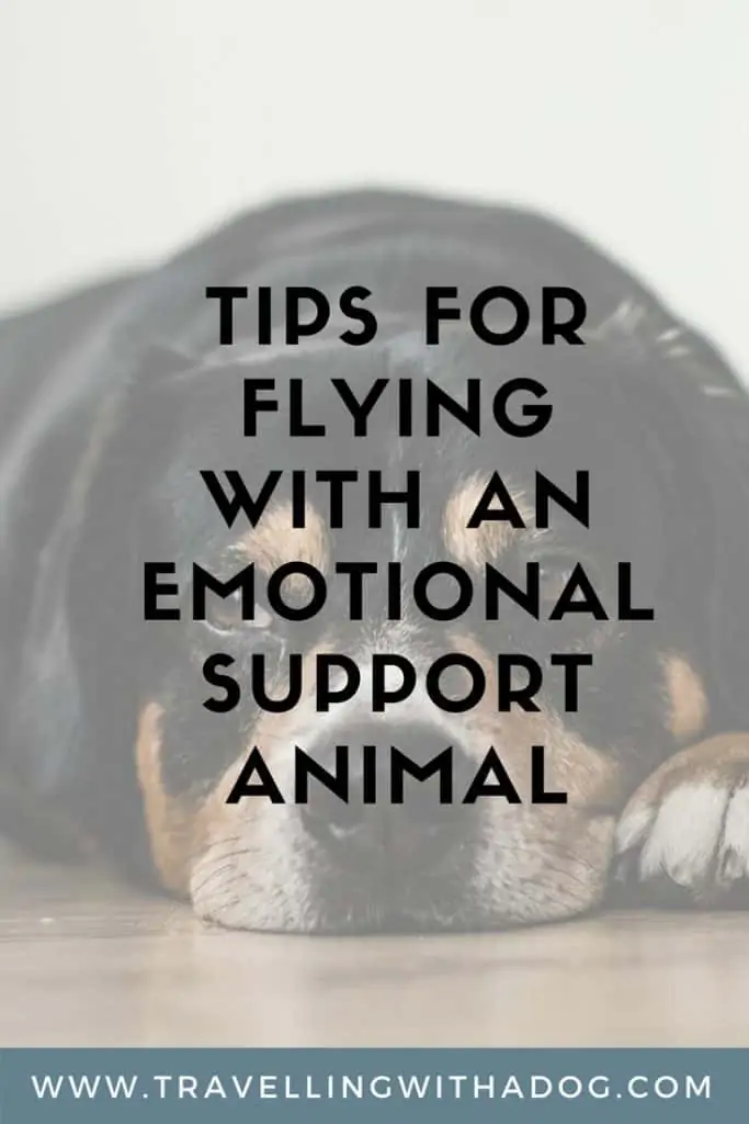 image with text overlay: tips for flying with an emotional support animal
