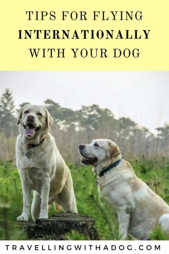 image with text overlay: tips for flying internationally with your dog
