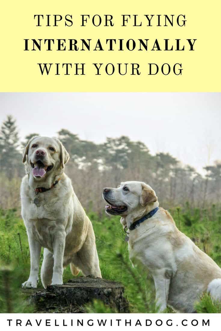 Traveling Internationally With Your Dog Travelling With A Dog