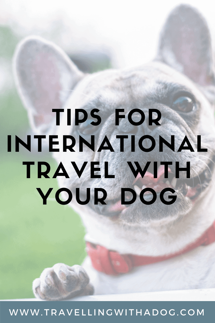 Traveling Internationally With Your Dog Travelling With A Dog