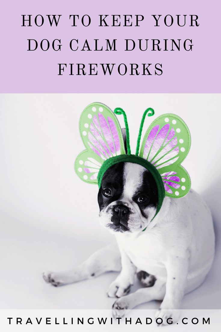 tips-for-keeping-your-dog-calm-and-safe-during-fireworks-travelling