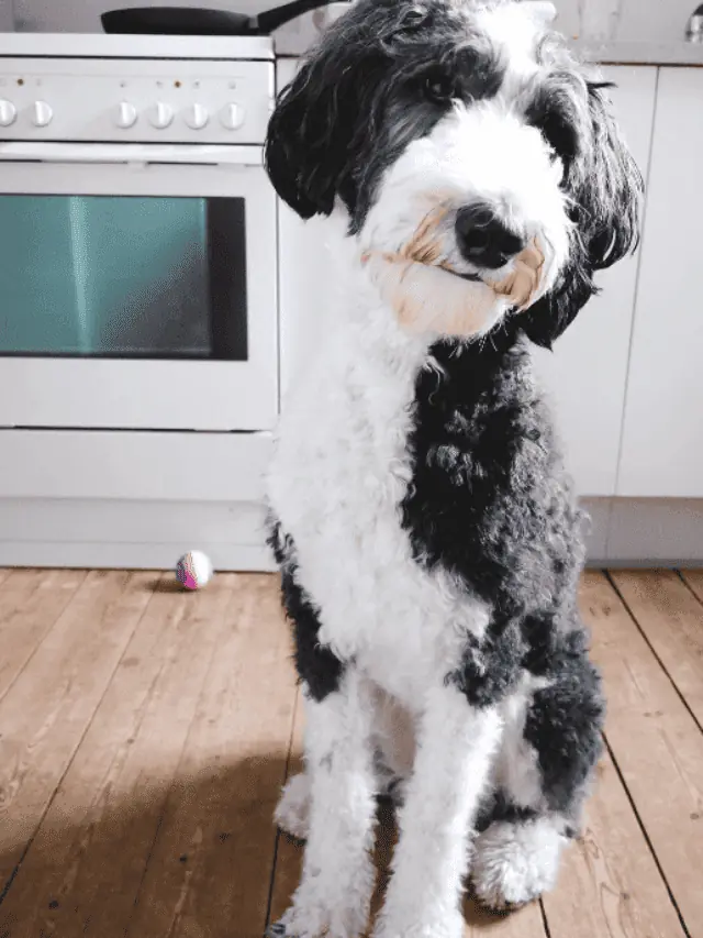 Why You Shouldn’t Get A Sheepadoodle