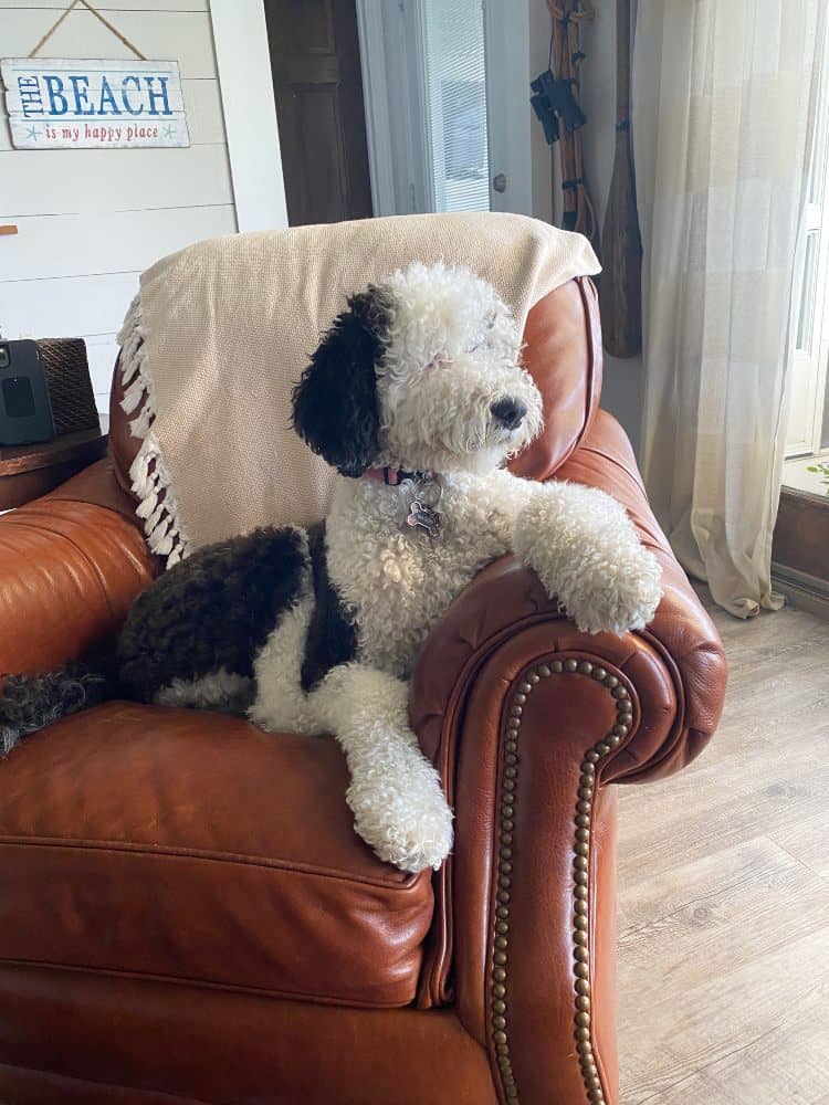 Large dog sitting in a chair.