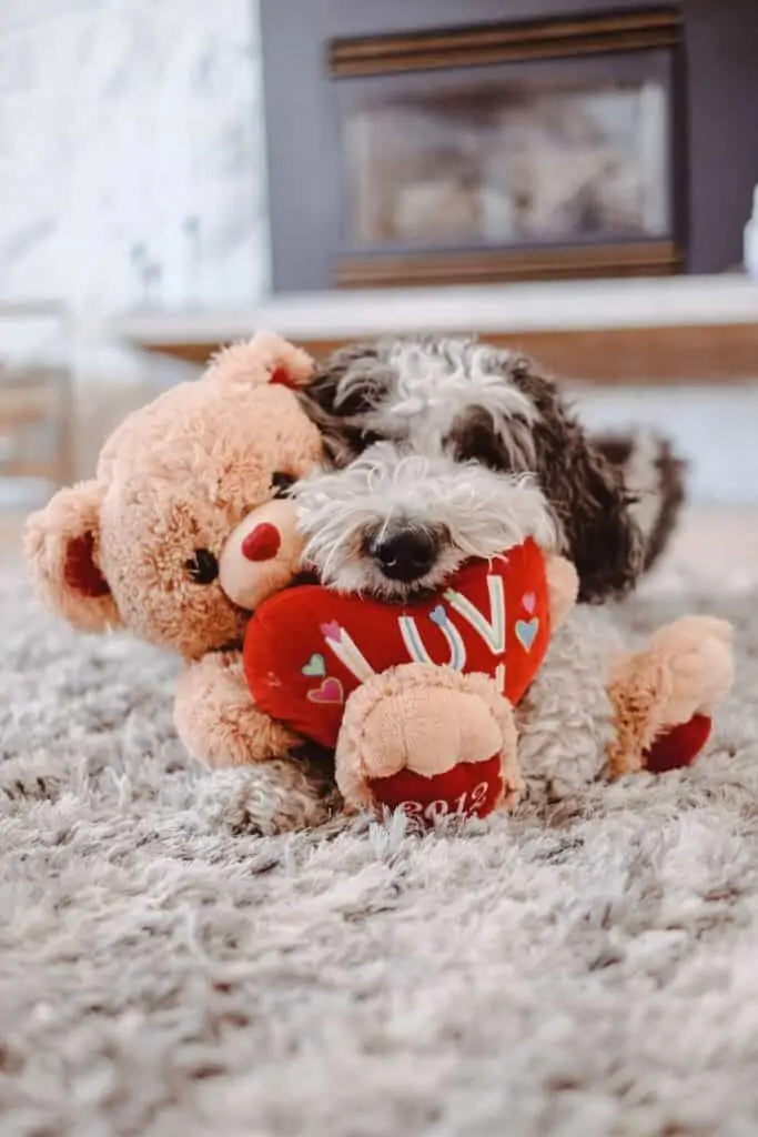 A cute shaved Sheepadoodle laying on a stuffed bear.