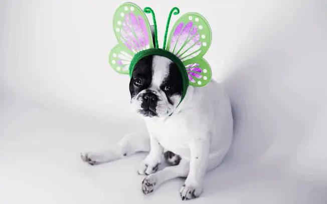 Dog wearing butterfly ears on a headband
