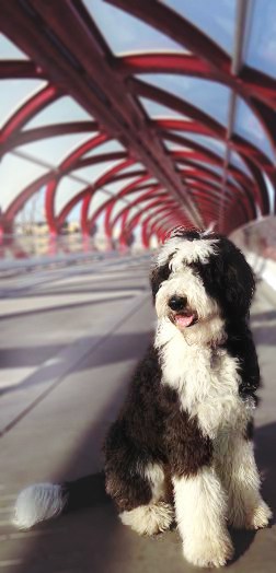 Sheepadoodle on bridge outside