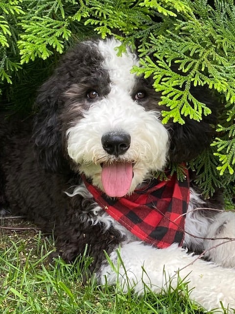 Large black and white dog outside laying down.