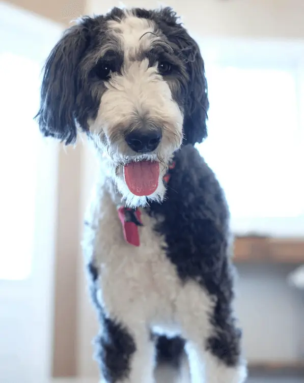 A Sheepadoodle dog with her tongue hanging out.