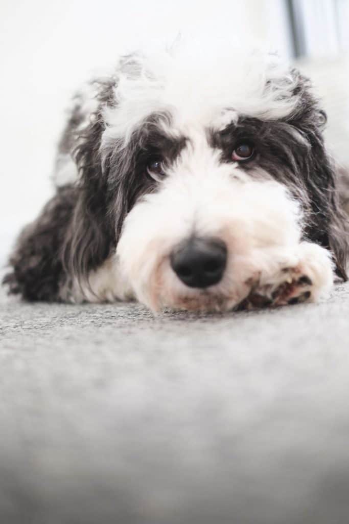 Sheepadoodle laying down