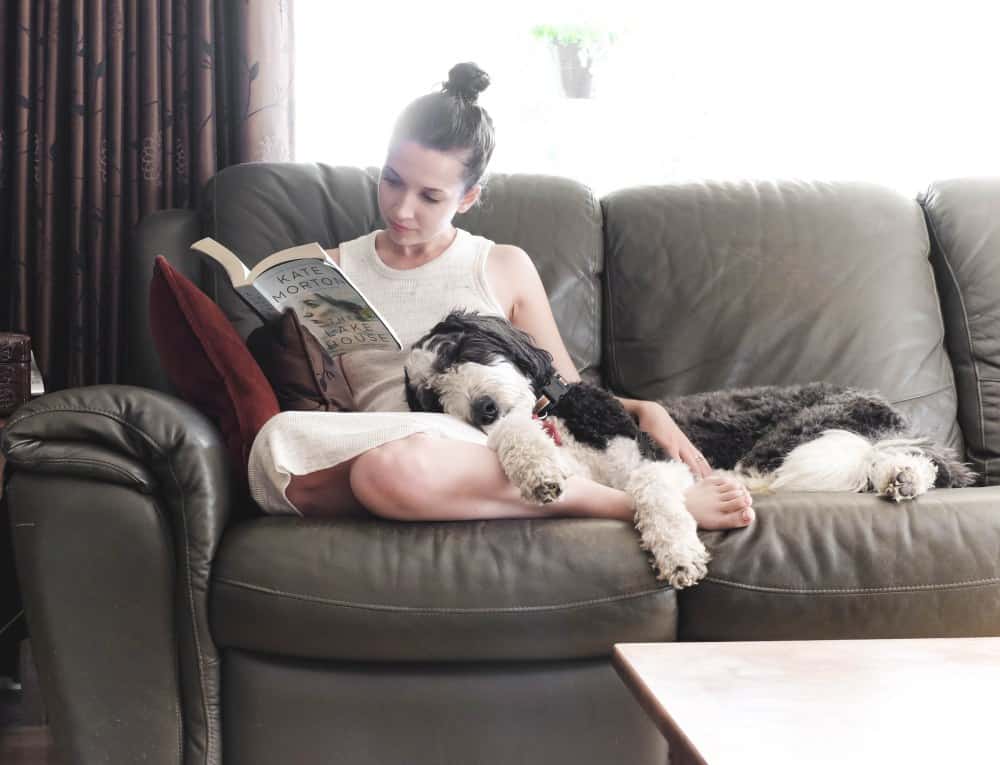 Sheepadoodle cuddling girl