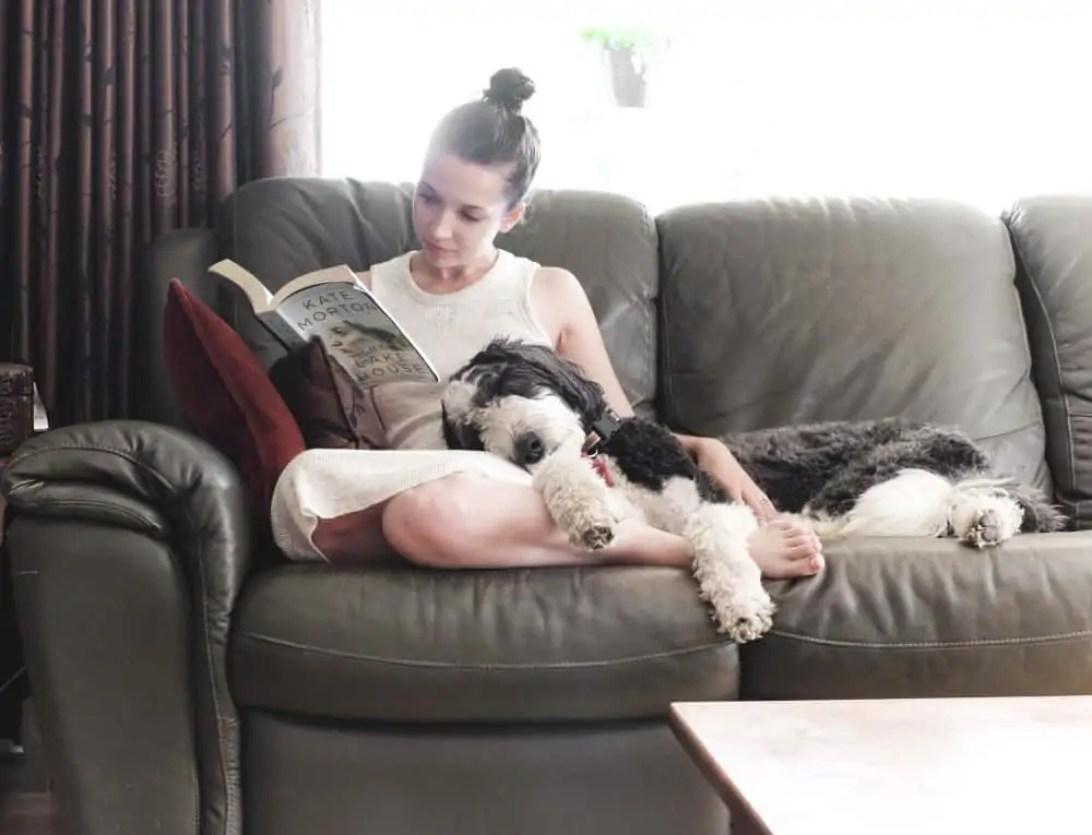 A sheepadoodle and a girl on a couch