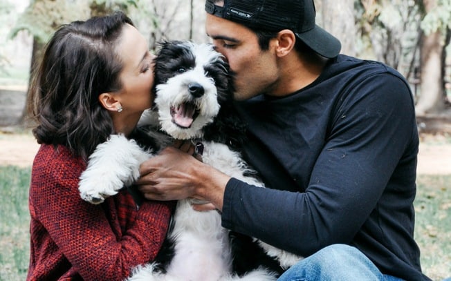 Sheepadoodle puppy being kissed