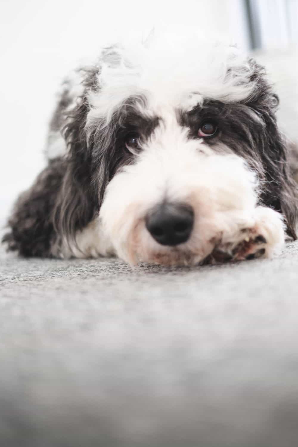 A sheepadoodle laying on the ground