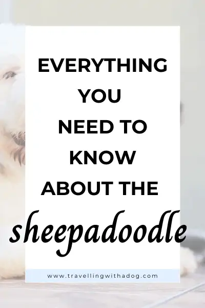 Sheepadoodle laying down
