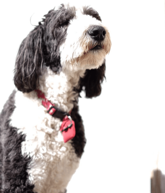 A sheepadoodle dog sitting.