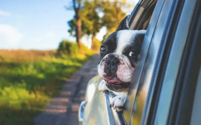 dog hanging outside car window