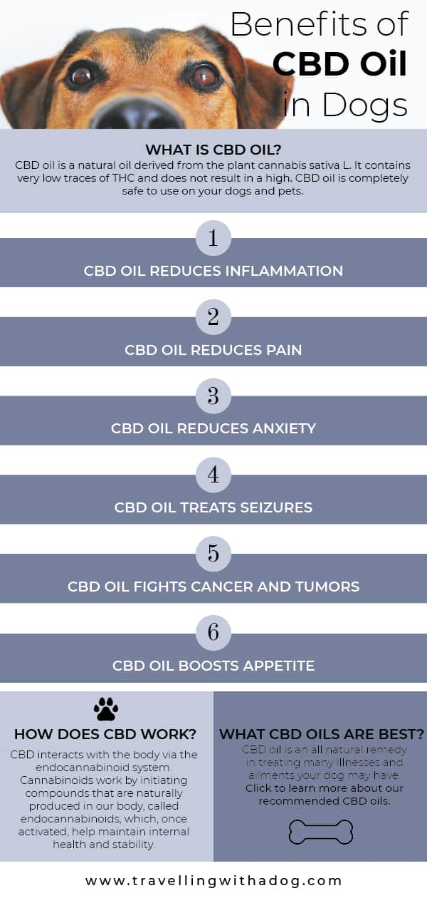 CBD oil for dog infographic
