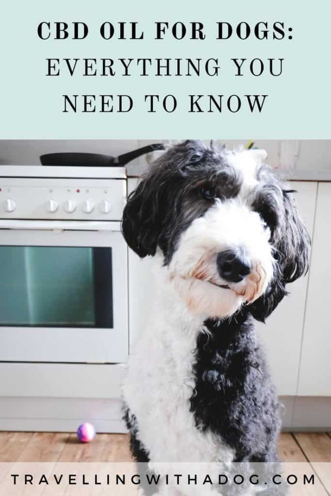 image with text overlay: CBD oil for dogs: everything you need to know