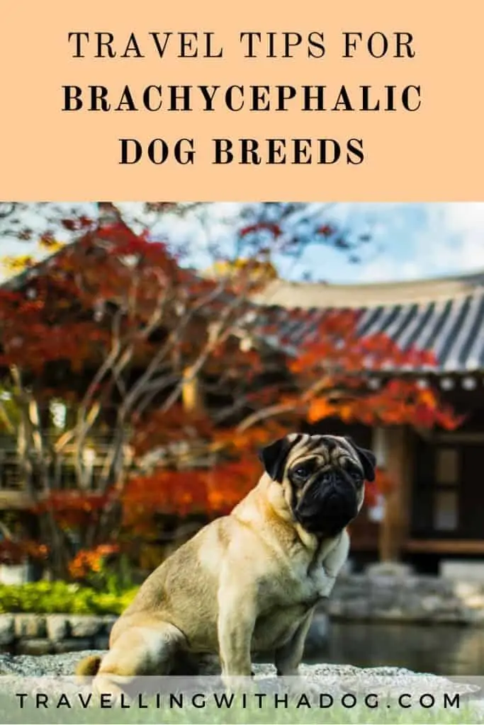 image with text overlay: travel tips for brachycephalic dog breeds