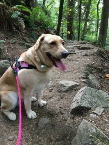 Dog sitting on hiking trail