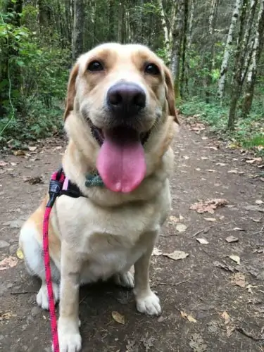 Dog smiling on hiking trail