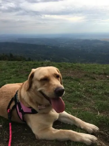 Dog panting on grass