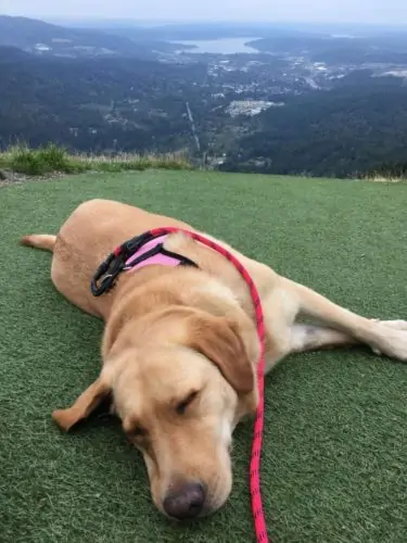 Dog laying down on grass
