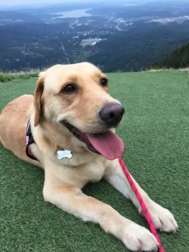 Dog smiling on grass