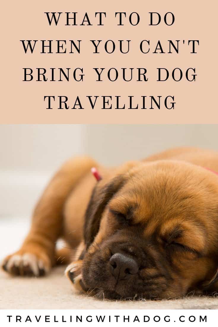 What to Do When You Can't Bring Your Dog Travelling Travelling With A Dog