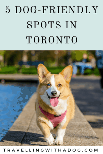 image with text overlay: 5 dog-friendly spots in toronto