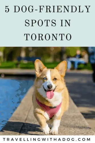 image with text overlay: 5 dog-friendly spots in toronto