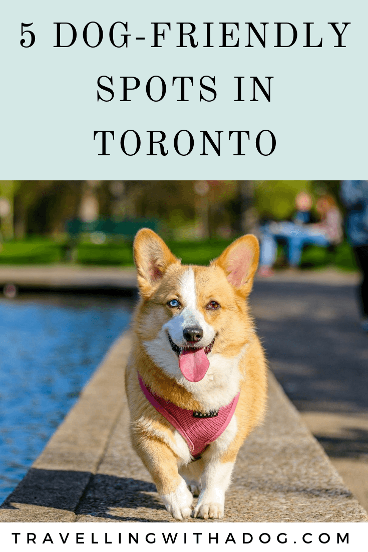 dogfriendlytoronto Travelling With A Dog