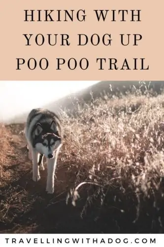Image with text overlay: hiking with you dog up poo poo trail