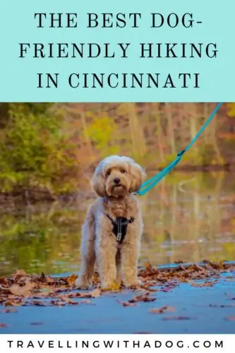 image with text overlay: the best dog-friendly hiking in cincinnati