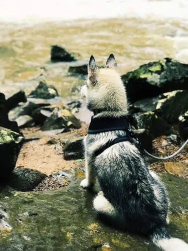 husky puppy sitting at a river's edge