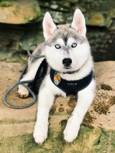 Husky puppy outside