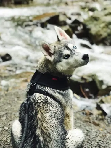 Husky sitting by the river