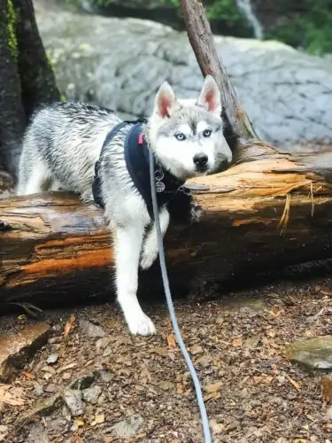 Husky walking over large tree stump