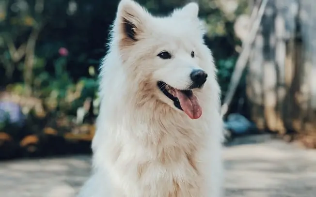 A white dog