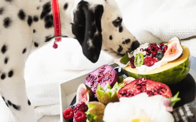 A dalmatian dog eating fruit