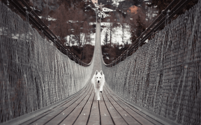 A white dog running across a bridge