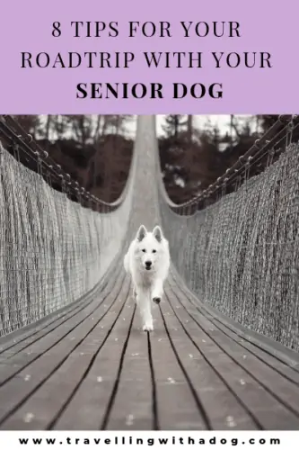 White dog running across a bridge with the text: 8 tips for your roadtrip with your senior dog