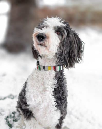 mini sheepadoodle rescue