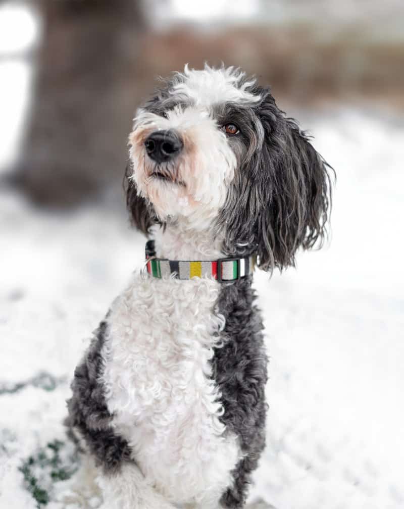 Sheepadoodle Dog Breed Information & Characteristics - Daily Paws